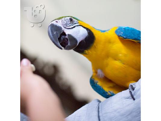 PoulaTo: Όμορφα αρσενικά και θηλυκά παπαγάλοι macaw για υιοθεσία